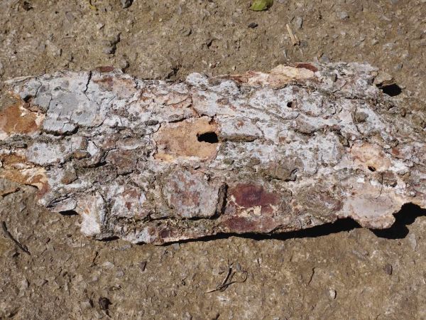 Vrz&uacute;nik pralesov&yacute;