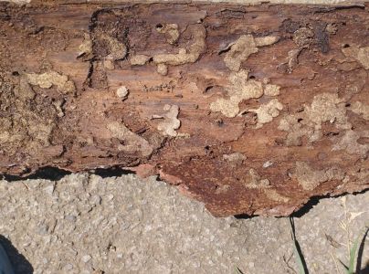 Vrz&uacute;nik pralesov&yacute;