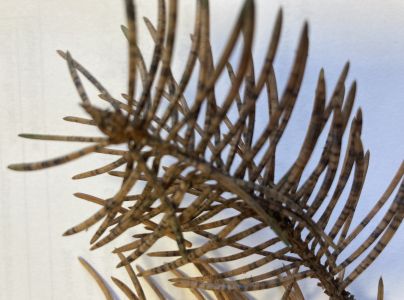 &Scaron;trbinovka smrekov&aacute;