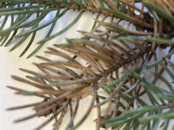 &Scaron;trbinovka smrekov&aacute;