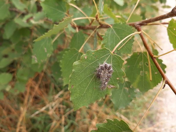 Mramorovka veľkohlav&aacute;