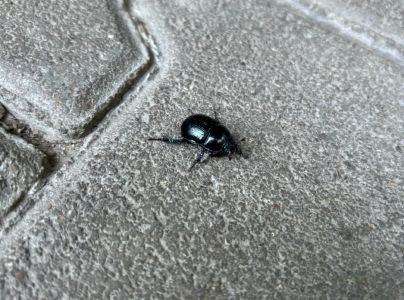 A - nejednoznačne určen&yacute;, nie sme si ist&iacute;