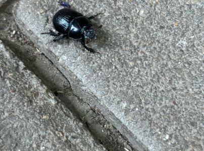 A - nejednoznačne určen&yacute;, nie sme si ist&iacute;