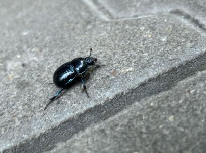 A - nejednoznačne určen&yacute;, nie sme si ist&iacute;