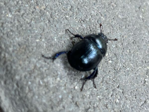 A - nejednoznačne určen&yacute;, nie sme si ist&iacute;