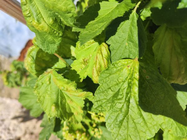 Vo&scaron;ka r&iacute;bezľov&aacute;