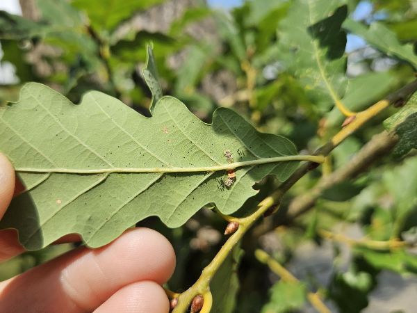 Sietnička dubov&aacute;