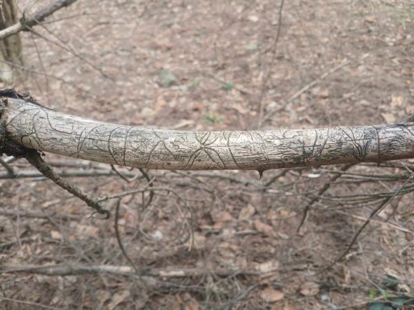 A - nejednoznačne určen&yacute;, nie sme si ist&iacute;