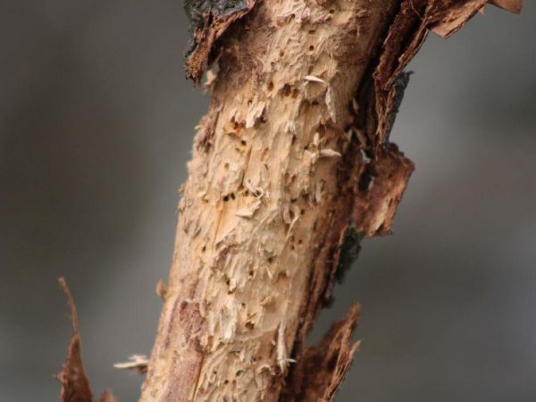 Podk&ocirc;rnik ovocn&yacute;