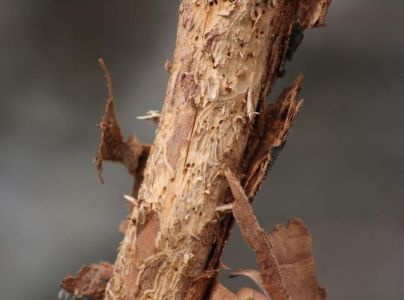 Podk&ocirc;rnik ovocn&yacute;