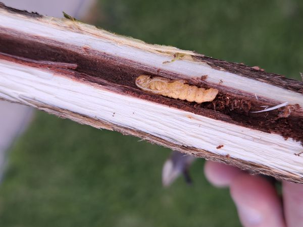 Vrz&uacute;nik osikov&yacute;