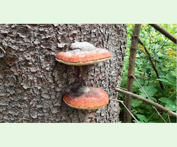 Práchnovček pásikavý