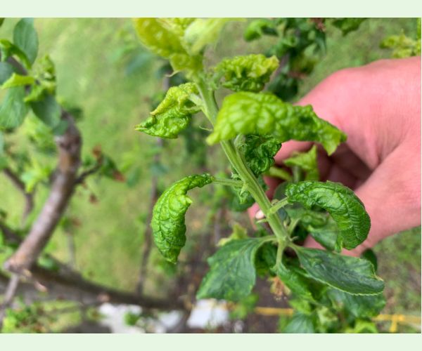 Voška čerešňová