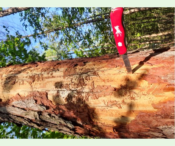 Lykožrút smrekovcový