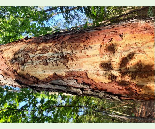 Lykožrút smrekovcový