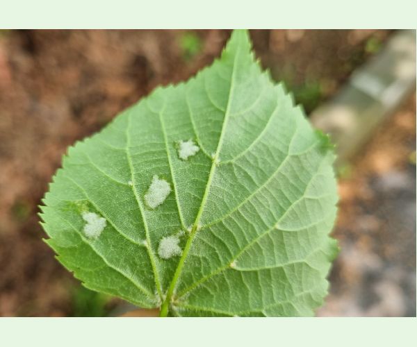 Roztoč Eriophyes leiosoma = exilis
