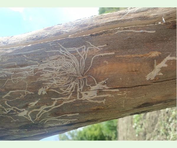 Podkôrnik slivkový