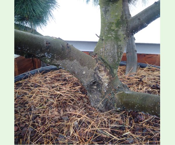 Kôrovnica vejmutovková