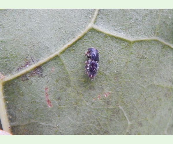 Podkôrniky Scolytus na breste