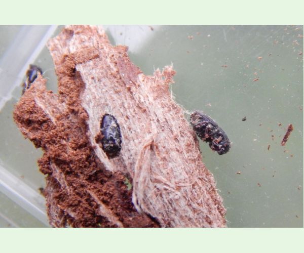 Podkôrniky Scolytus na breste