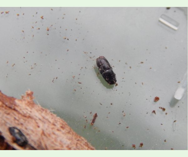 Podkôrniky Scolytus na breste