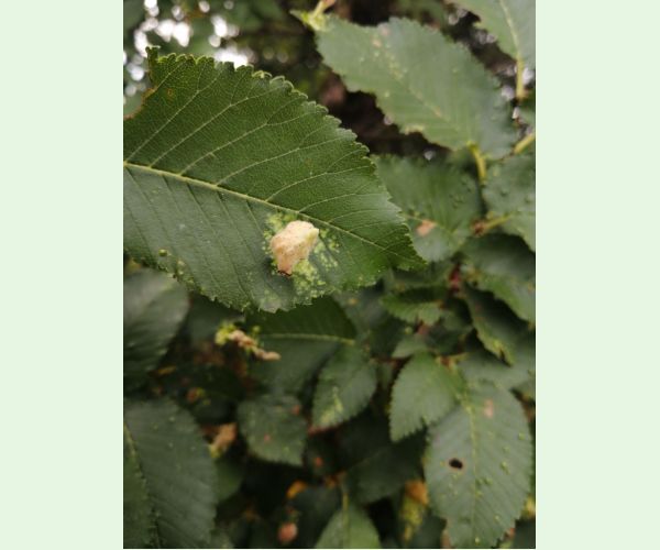 Vlnačka hrebienková