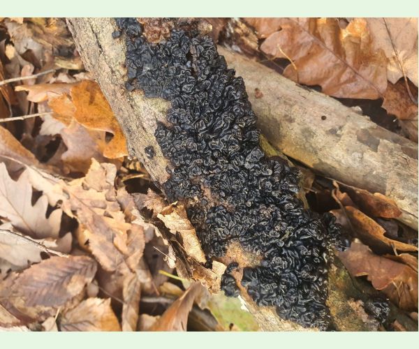 Tmavorôsolovec mozgovitý