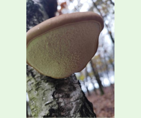 Brezovník obyčajný