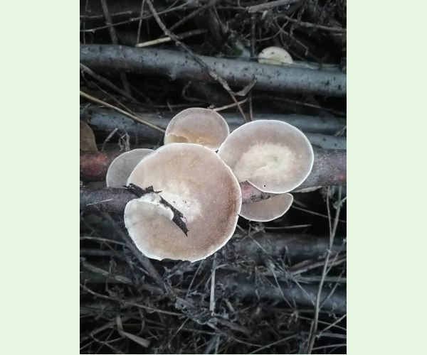 Trúdnikovec zamatový