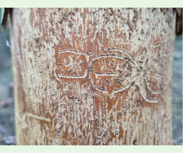 Lykožrút prostredný