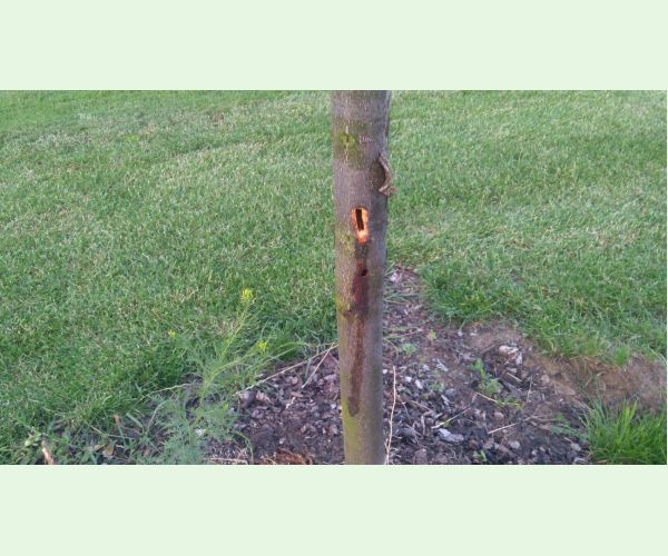 Drevotoč hruškový