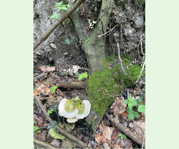 Trúdnikovec chlpatý