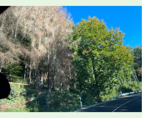 Lykožrút smrekový