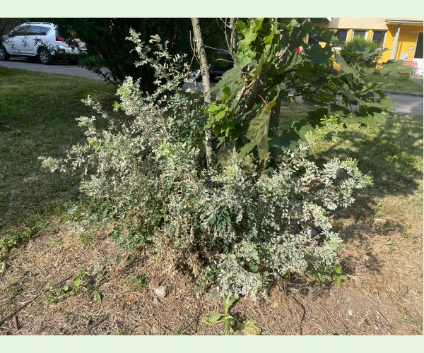 Múčnatka Palczewskeho