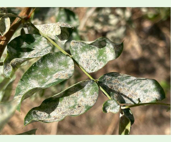 Múčnatka Palczewskeho