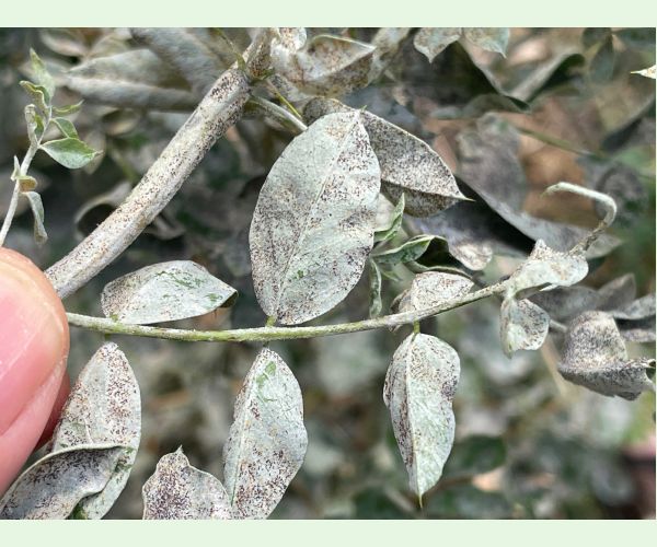 Múčnatka Palczewskeho