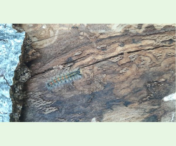 Mníška veľkohlavá