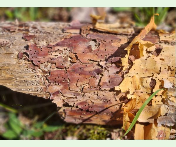 Lykožrút vrcholcový