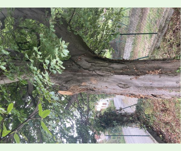 Ohňovec hrdzavohnedý