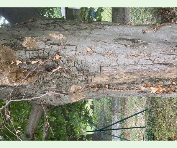 Ohňovec hrdzavohnedý