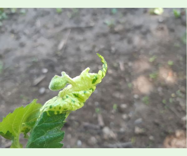 Vlnačka Tetraneura nigriabdominalis