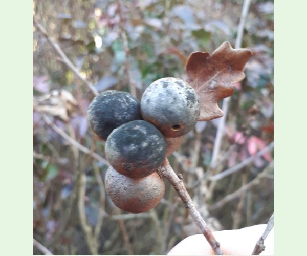 Hrčiarka dubienková