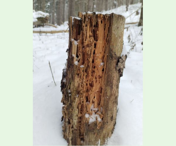 Mravce rodu Camponotus