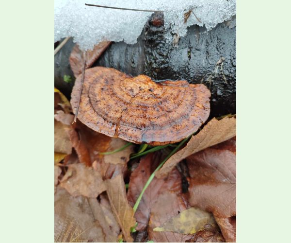 Sieťkovček červenkastý