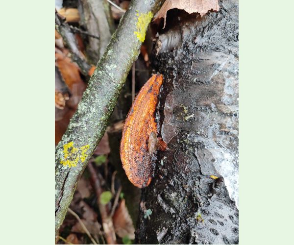 Sieťkovček červenkastý