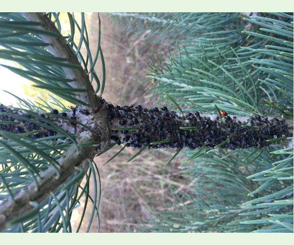 Medovnica borovicová