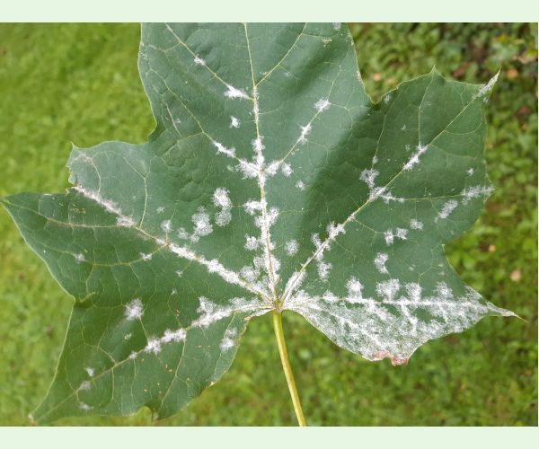 Špirálovka Tulasneova