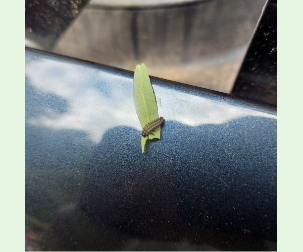 Liskavka Chrysomela vigintipunctata