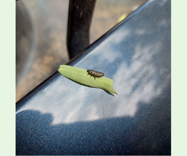 Liskavka Chrysomela vigintipunctata