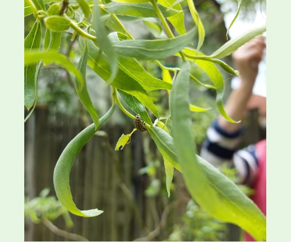 Liskavka Chrysomela vigintipunctata